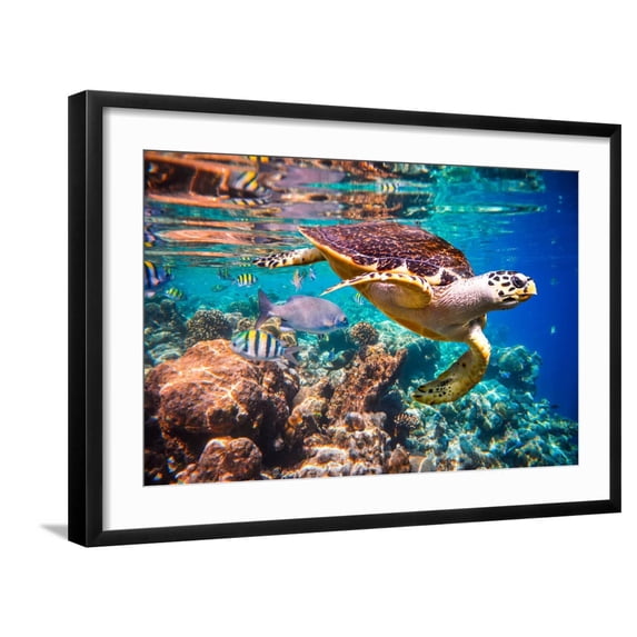Art.com Hawksbill Turtle - Eretmochelys Imbricata Floats under Water. Maldives Indian Ocean Coral Reef. Photographic Print by Andrey Armyagov, Black Frame Wall Art, 29" x 21"