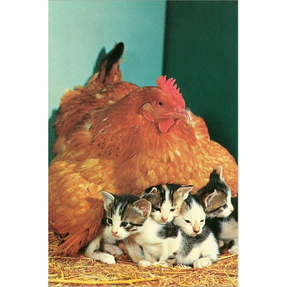 Art.com Hen Sitting on Kittens Stretched Canvas Print Wall Art, 24" x 36"