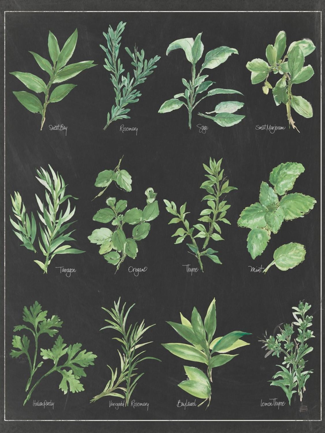 24x32 Black and Green Herb Chart Canvas Print