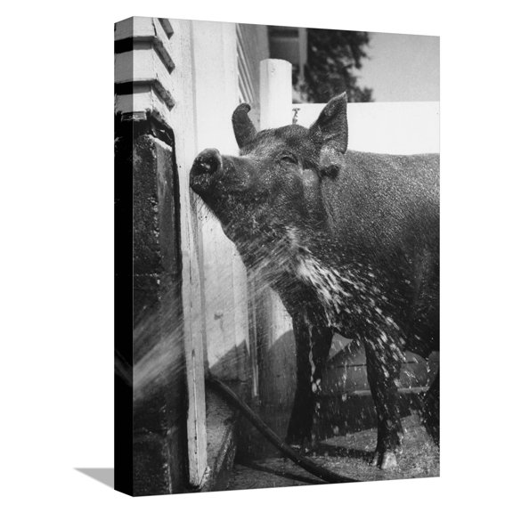 Art.com Hog Farm with Small White Pig House in Each for Sow and Litter after Farrowing, at Twin Hills Farm Stretched Canvas Print Wall Art by John Dominis, 12" x 16"