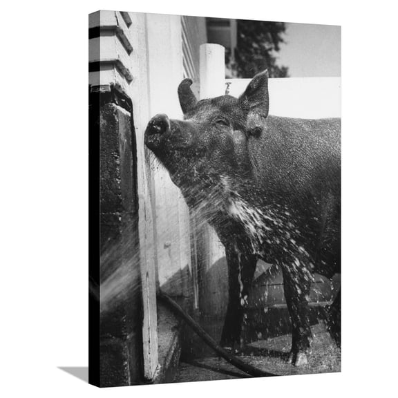 Art.com Hog Farm with Small White Pig House in Each for Sow and Litter after Farrowing, at Twin Hills Farm Stretched Canvas Print Wall Art by John Dominis, 18" x 24"