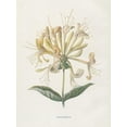 thumbnail image 1 of Art.com Honeysuckle Art Print by Gwendolyn Babbitt, 18" x 24", 1 of 4