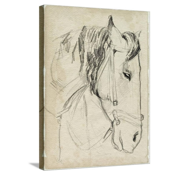 Art.com Horse in Bridle Sketch I Stretched Canvas Print Wall Art by Jennifer Parker, 18" x 24"