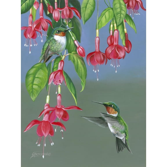 Art.com Hummers and Fuchsia Art Print by Fred Szatkowski, 24" x 32"