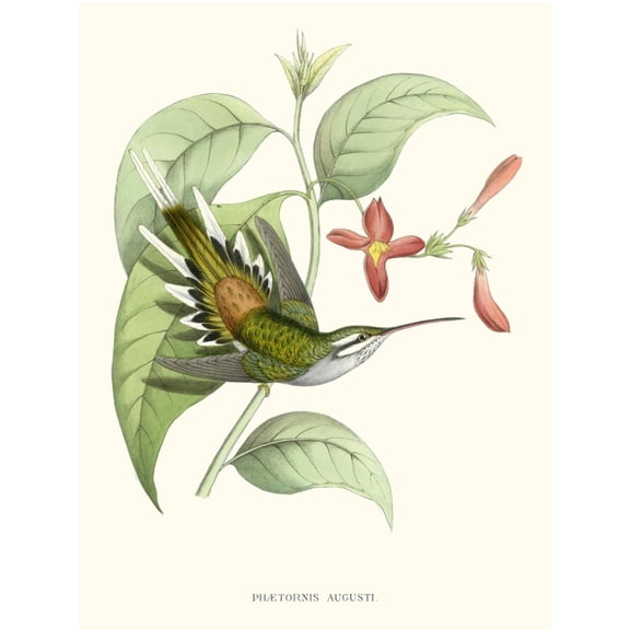 Art.com Hummingbird and Bloom III Art Print by Mulsant & Verreaux, 12" x 16"