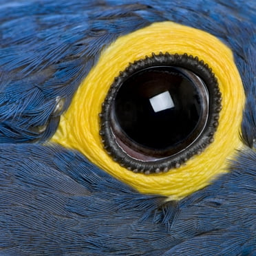 Art.com Hyacinth Macaw, 1 Year Old, Close Up On Eye Photographic Print by Life on White, 24" x 24"
