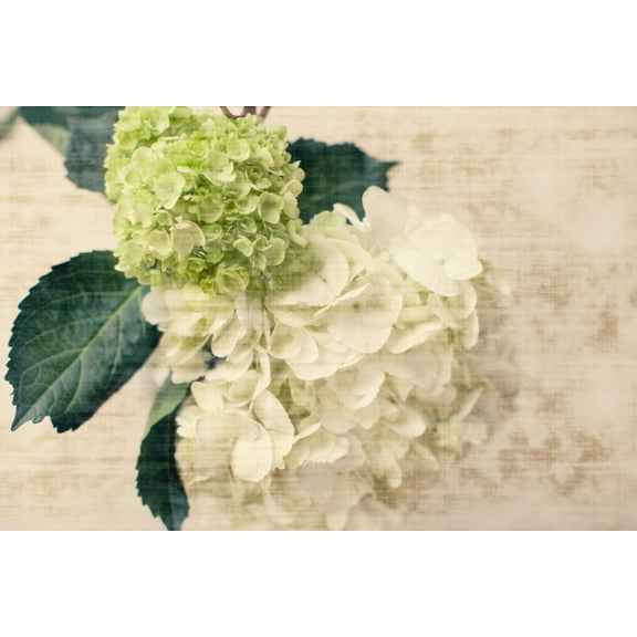 Art.com Hydrangeas I Photo by Susan Bryant, 18" x 12"