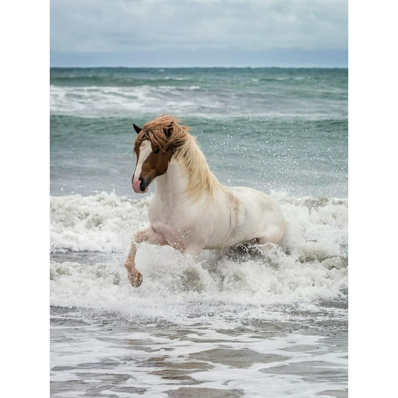 Art.com Icelandic Horse in the Sea, Longufjorur Beach, Snaefellsnes Peninsula, Iceland Photographic Print, 12" x 16"