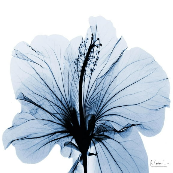 Art.com Indigo Hibiscus Art Print by Albert Koetsier, 16" x 16"