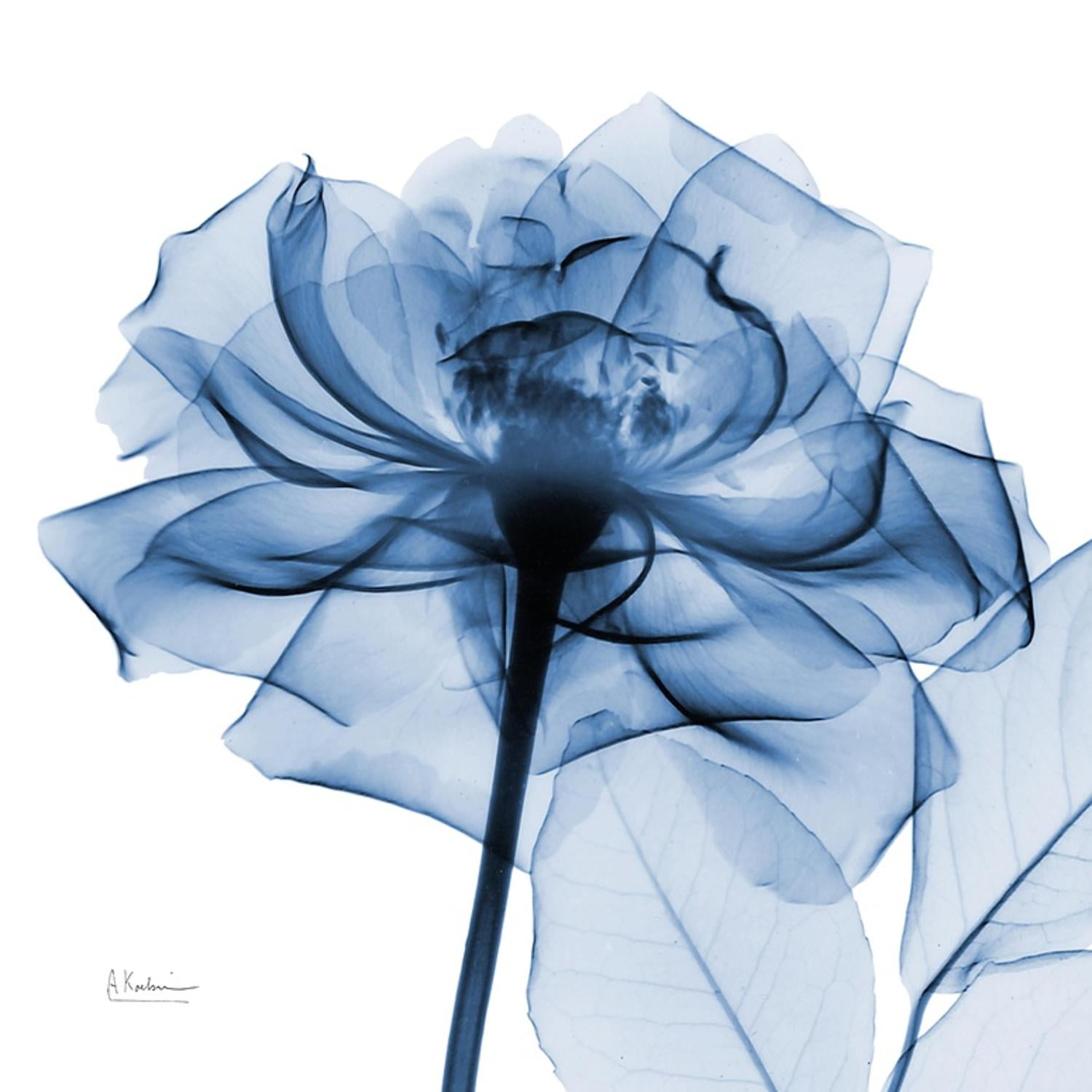 Indigo Rose Matte Finish 16" x 16" Art Print