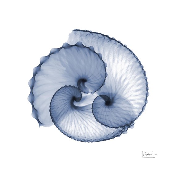 Art.com Indigo Sea Shells Art Print by Albert Koetsier, 16" x 16"