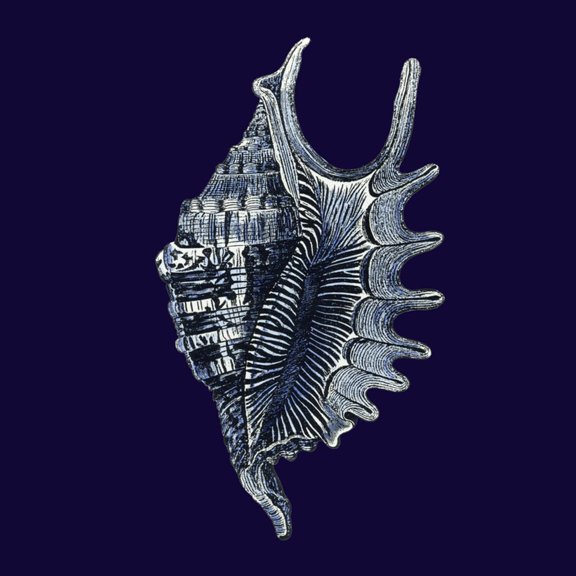 Art.com Indigo Shells VI Art Print by Vision Studio, 16" x 16"