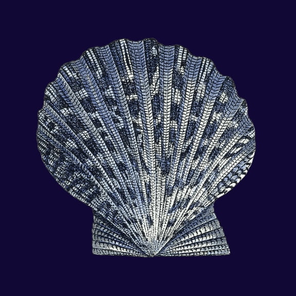 Art.com Indigo Shells VIII Art Print by Vision Studio, 16" x 16"
