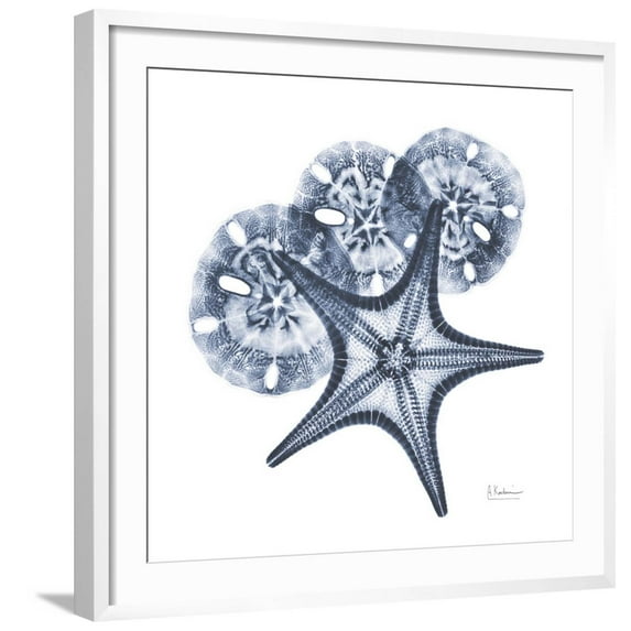 Art.com Indigo Starfish and Sand Dollar Photo by Albert Koetsier, White Frame Wall Art, 29" x 29"