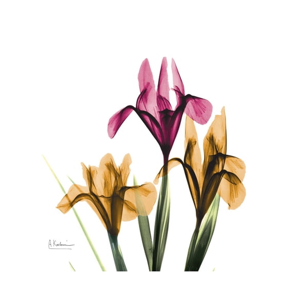 Art.com Iris Portrait Art Print by Albert Koetsier, 24" x 24"