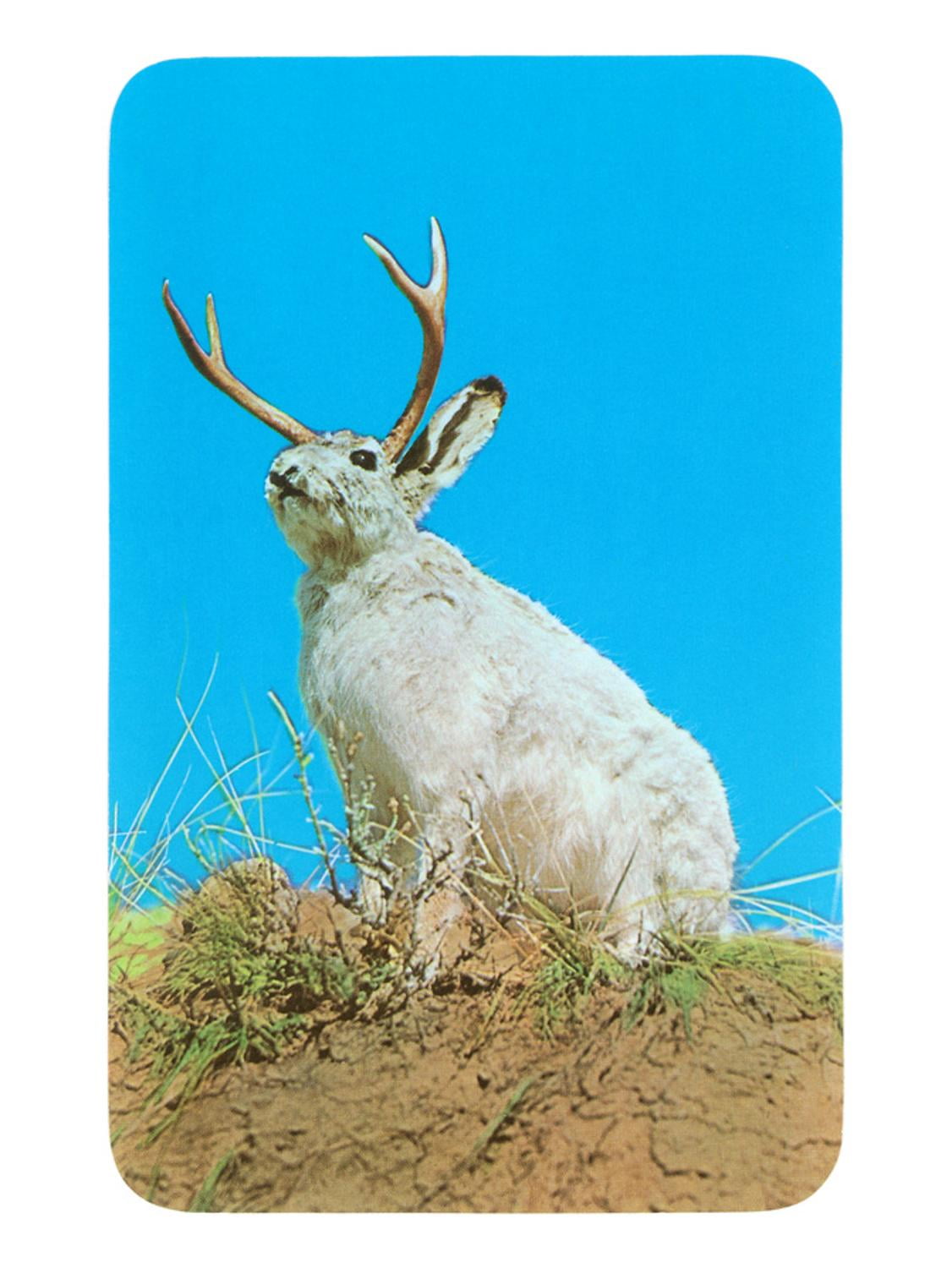 Art.com Jackalope, Horned Rabbit Art Print, 12