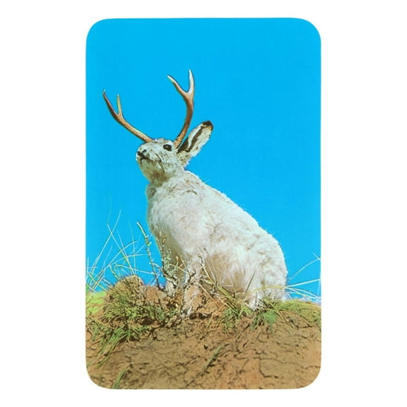 Art.com Jackalope, Horned Rabbit Art Print, 12" x 16"