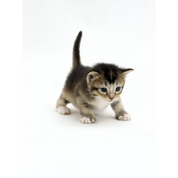 Art.com Jane Burton Domestic Cat, 3-Week Ticked-Tabby Kitten 9" x 12" Framed Art Print
