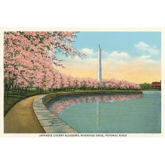 Art.com Japanese Cherry Blossoms, Riverside Drive Art Print, 18" x 12"