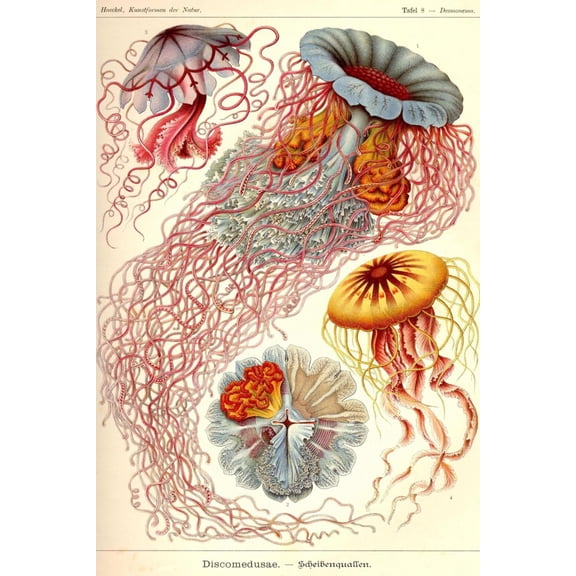 Art.com Jelly Fish Art Print by Ernst Haeckel, 16" x 24"