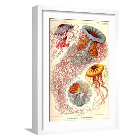 Art.com Jelly Fish Art Print by Ernst Haeckel, White Frame Wall Art, 17" x 23"