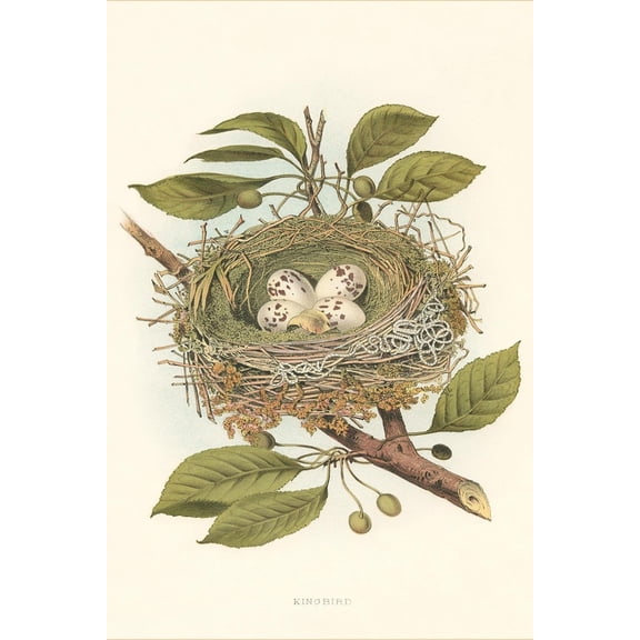Art.com Kingbird Nest and Eggs Art Print, 16" x 24"