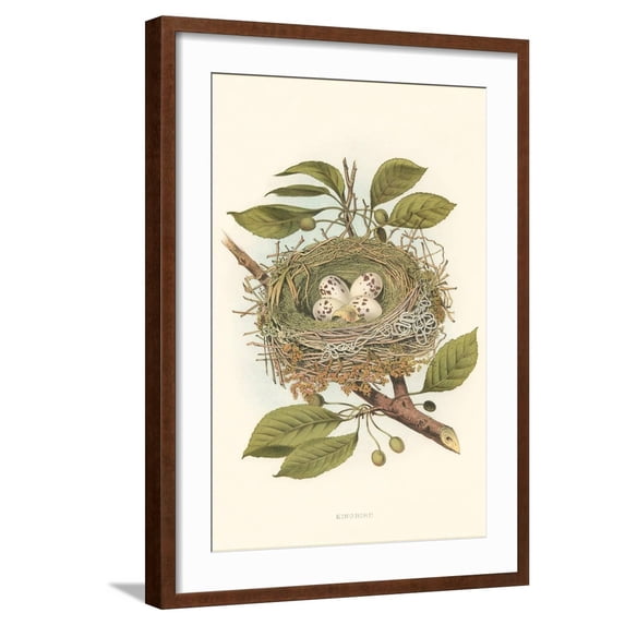 Art.com Kingbird Nest and Eggs Art Print, Brown Frame Wall Art, 21" x 29"