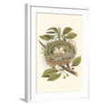 thumbnail image 1 of Art.com Kingbird Nest and Eggs Art Print, White Frame Wall Art, 21" x 29", 1 of 5