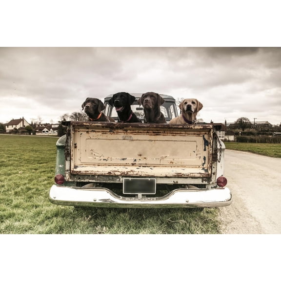 Art.com Labradors in a Vintage Truck Photographic Print by claire norman, 24" x 16"