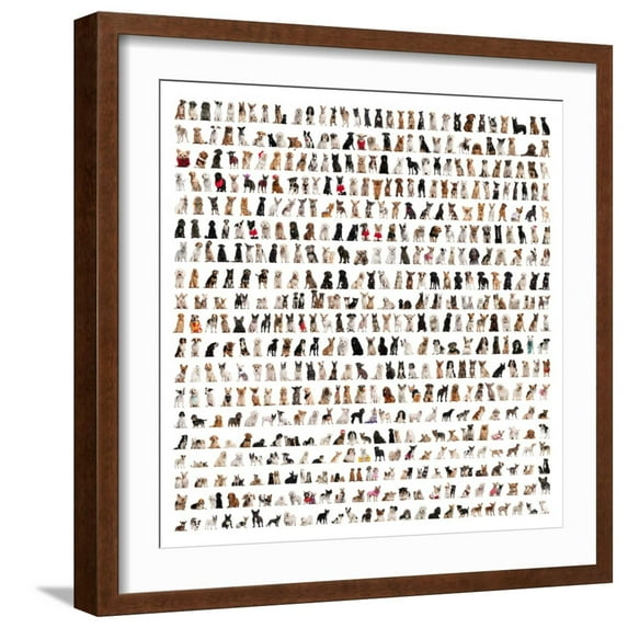 Art.com Large Group Of Dog Breeds In Front Of A White Background Art Print by Life on White, Brown Frame Wall Art, 21" x 21"