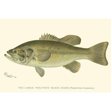 Art.com Large-Mouthed Black Bass Art Print by Denton, 18" x 12"