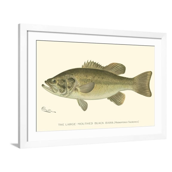Art.com Large-Mouthed Black Bass Art Print by Denton, White Frame Wall Art, 44" x 32"