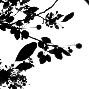 Art.com Last of Summer IV Photo by Monika Burkhart, 16" x 16"