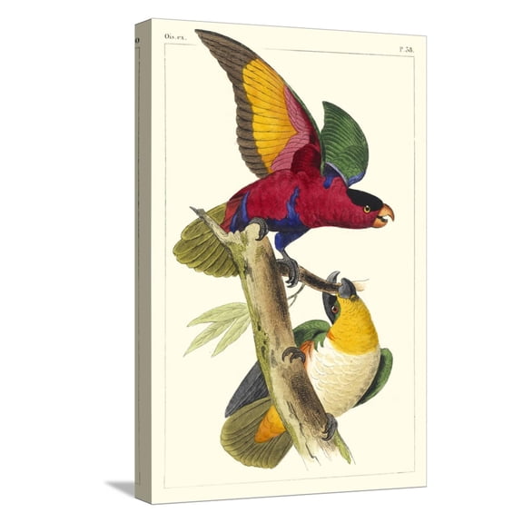 Art.com Lemaire Parrots I Stretched Canvas Print Wall Art by C.L. Lemaire, 12" x 18"