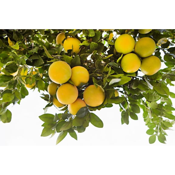 Art.com Lemon Grove I Photo by Karyn Millet, 18" x 12"