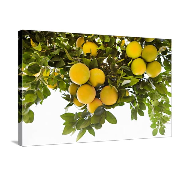 Art.com Lemon Grove I Stretched Canvas Print Wall Art by Karyn Millet, 36" x 24"