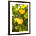 thumbnail image 1 of Art.com Lemon Grove II Photo by Karyn Millet, Brown Frame Wall Art, 32" x 44", 1 of 5