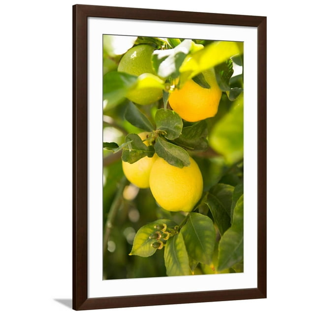 Art.com Lemon Grove II Photo by Karyn Millet, Brown Frame Wall Art, 32" x 44"