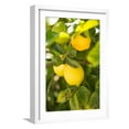thumbnail image 1 of Art.com Lemon Grove II Photo by Karyn Millet, White Frame Wall Art, 17" x 23", 1 of 5