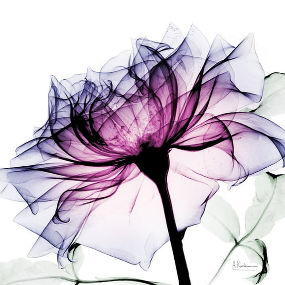 Art.com Leni Rose 1 Art Print by Albert Koetsier, 16" x 16"