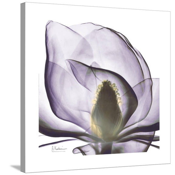 Art.com Lilac Magnolia Stretched Canvas Print Wall Art by Albert Koetsier, 30" x 30"