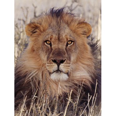 Art.com Lion Photographic Print, 12" x 16"