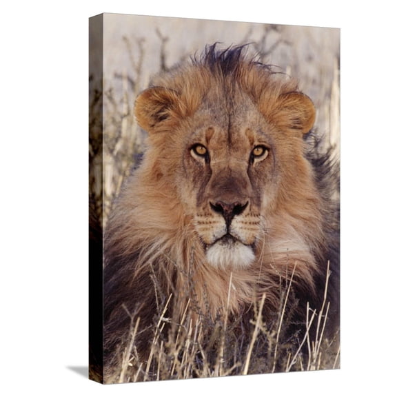 Art.com Lion Stretched Canvas Print Wall Art, 12" x 16"