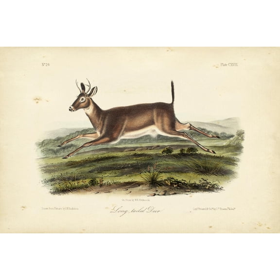 Art.com Long-tailed Deer Art Print by John James Audubon, 36" x 24"