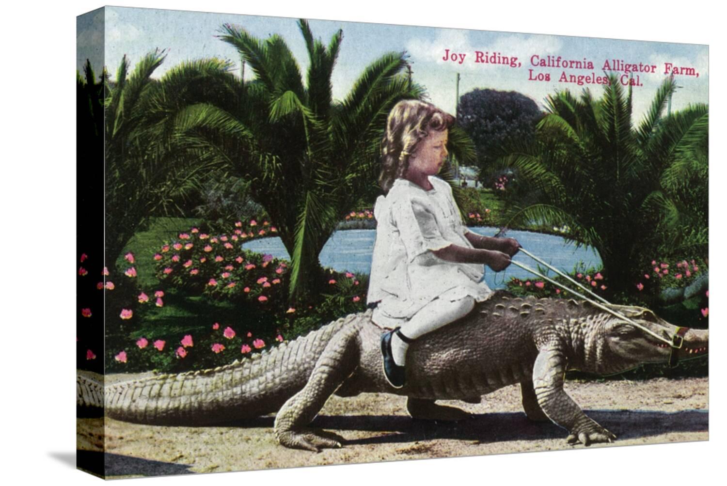 Art.com Los Angeles, California - Girl Riding Alligator at the Farm ...