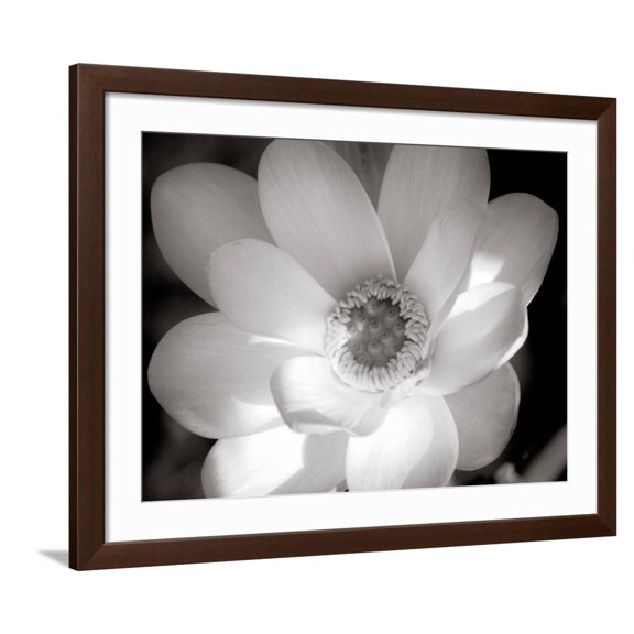 Art.com Lotus Flower V Photo by Debra Van Swearingen, Brown Frame Wall Art, 40" x 32"