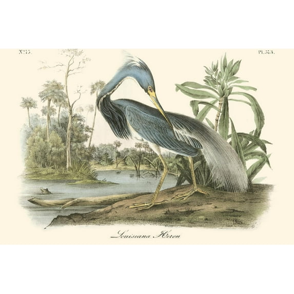 Art.com Louisiana Heron Art Print by John James Audubon, 24" x 16"