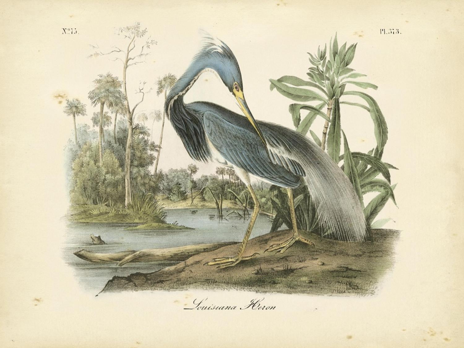 Louisiana Heron Vertical Canvas Art Print for Kids