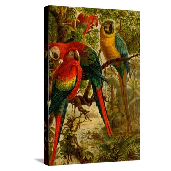 Art.com Macaws Stretched Canvas Print Wall Art by F.W. Kuhnert, 16" x 24"