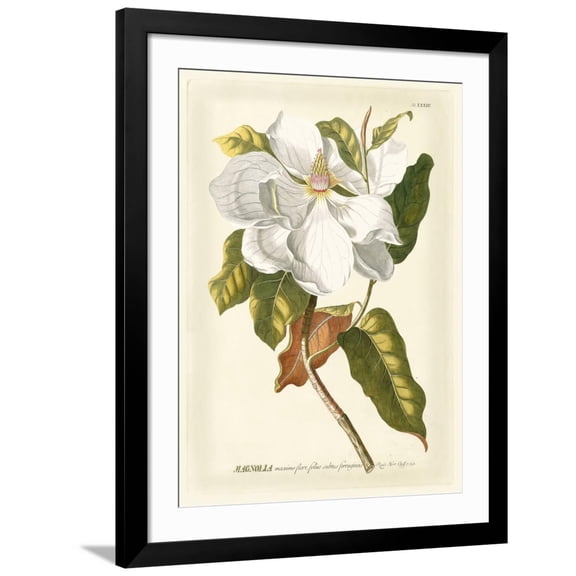 Art.com Magnificent Magnolias I Art Print by Jacob Trew, Black Frame Wall Art, 32" x 40"